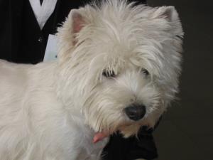Exposition Canine Internationale Fribourg