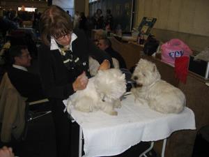 Exposition Canine Internationale Fribourg
