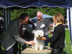 7. Black and White Terrier Show