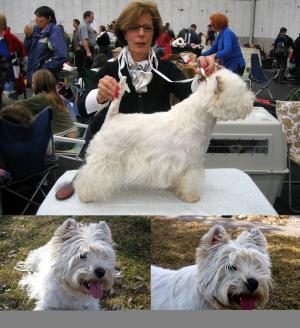 Exposition Canine International Fribourg