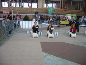 Exposition National Cani'Bulle