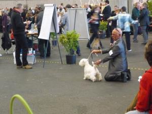 Exposition Canine International Fribourg