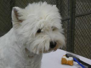 Exposition Canine International Fribourg