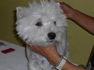 IHA Luzern Internationale Hundeausstellung