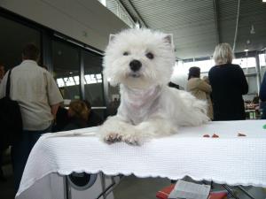 IRAS Stuttgart Internationale Hundeausstellung