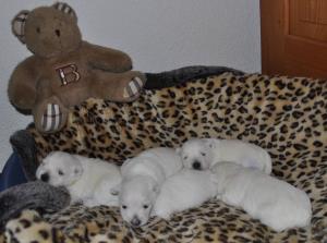 Babies of Beacon Hill Treasure