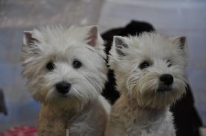 Exposition Canine International Fribourg<br>21/22 f&eacute;vrier 2010