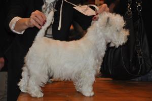 Exposition Canine International Fribourg<br>21/22 f&eacute;vrier 2010