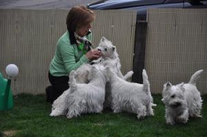 Besuch in Mumpf bei den Westies von 'White Angel of Fricktal'