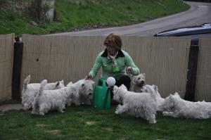 Besuch in Mumpf bei den Westies von 'White Angel of Fricktal'