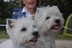 CAC Terrierschau Weiach