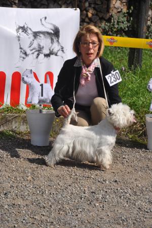 11. Black and White Show Oberhasli