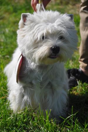 CAC Nationale Terrierschau Eiken<br>Leda Lesley Lady of Beacon Hill Treasure (12.8.07)