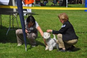 CAC Nationale Terrierschau Eiken<br>Leda Lesley Lady of Beacon Hill Treasure (12.8.07)