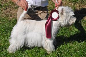 CAC Nationale Terrierschau Eiken<br>Marilyn Mara Lady of Beacon Hill Treasure (20.12.08)