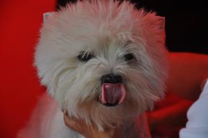 CAC Nationale Terrierschau Eiken<br>Marilyn Mara Lady of Beacon Hill Treasure (20.12.08)