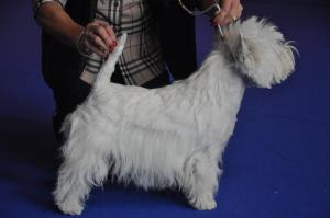 Animalia Lausanne 16./17. Oktober 2010<br>
Exposition Canine International