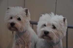 Animalia Lausanne 16./17. Oktober 2010<br>
Exposition Canine International