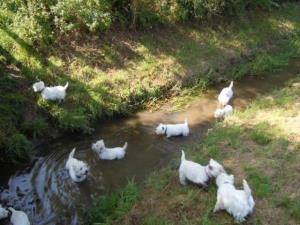 Westietag in Wigoltingen