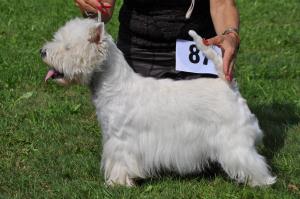 1. Suisse Terrier Derby (Sa)</br>12. Black and White Show (So)</br>Oberhasli 3./4. September 2011