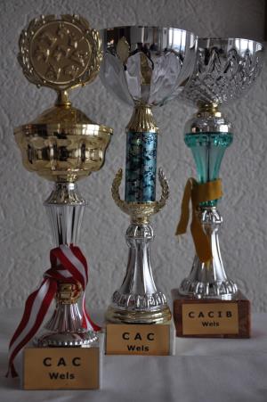 Internationale Hundeausstellung Wels, Österreich</br>3./4. Dezember 2011