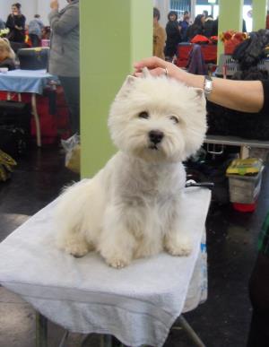 Internationale Hundeausstellung Wels, Österreich</br>3./4. Dezember 2011
