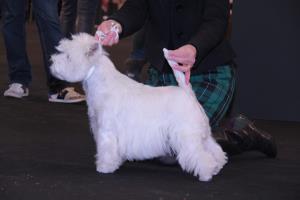 Espositione Internationale Canina CAC/CACIB</br>Erba, Italia, 10 Dicembre 2011