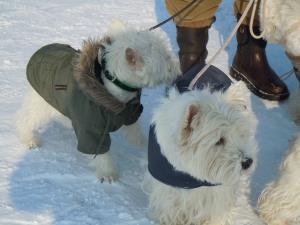 12. Februar 2012</br>Westieausflug auf dem gefrorenen  Pfäffikersee