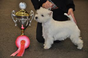 Exposition Canine Internationale Fribourg</br>25./26. février 2012