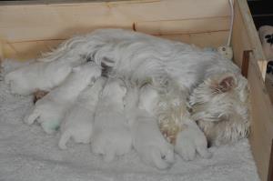unsere Schweizer Champion-Hündin<br/>Leda Lesley im Mutterglück