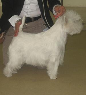 Lausanne 20./21. Oktober 2012<br>Exposition Canine Internationale