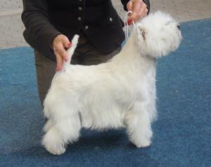 Nationale und internationale Rassehunde-Ausstellung