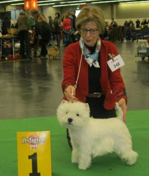CACIB 2013 Nürnberg<br>39. Internationale Rassehunde-Ausstellung<br>12. Januar 2013