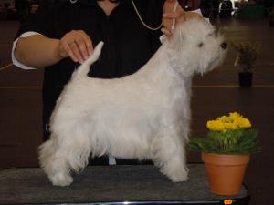 Exposition Canine Internationale Fribourg<br>16./17. f&eacute;vrier 2013