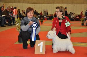 Exposition Canine Internationale Fribourg<br>16./17. f&eacute;vrier 2013