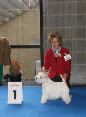 IHA - 2013 München<br>Internationale Rassehunde-Ausstellung<br>31. März 2013