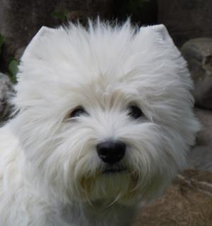 Animalia St. Gallen 4. Mai 2013<br>Internationale Hundeausstellung