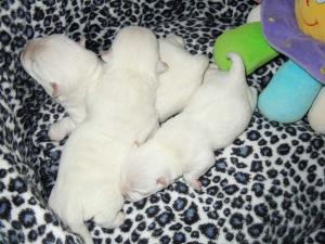 3. Mai 2013<br>Nachwuchs bei den Z&uuml;riseewesties<br>No&euml; Chanel Lady of Beacon Hill Treasure