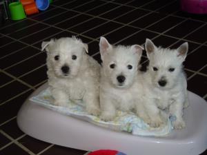 3. Mai 2013<br>Nachwuchs bei den Z&uuml;riseewesties<br>No&euml; Chanel Lady of Beacon Hill Treasure