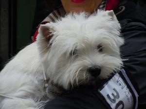 Nationale Hundeausstellung Aarau<br>29. Juni 2013