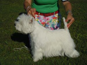 3. Suisse Terrier Derby<br>Oberhasli, 7. September 2013