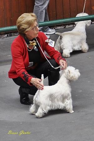 OG Ammersee in Weilheim (Oberbayern), Deutschland<br>Spezialausstellung für Terrier<br>19. Oktober 2013