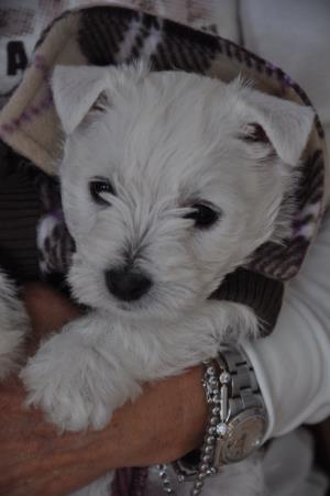 Saphir