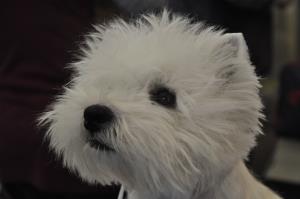 Rolling Diva Rosaly -<br>ein neuer Schweizer Sch&ouml;nheits-Champion<br>in der Zucht of Beacon Hill Treasure