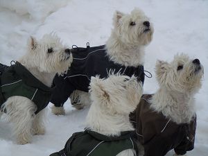  Leda Lesley im Winterpelz 