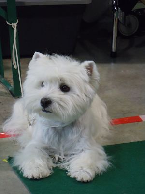 Animalia St. Gallen 10. Mai 2014<br>Internationale Hundeausstellung