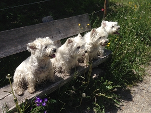 Pfingsten in Savognin<br>8. Juni 2014