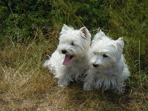 Impressionen<br>CAC Nationale Terrierschau, Eiken<br>22. Juni 2014
