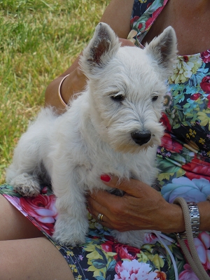 Impressionen<br>CAC Nationale Terrierschau, Eiken<br>22. Juni 2014