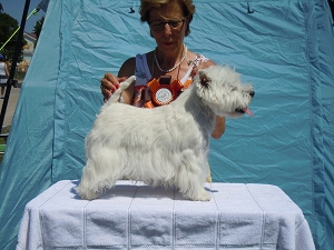 OG Regensburger Land, Traitsching Deutschland<br>6. „Dog in Park“<br>6. Juli 2014